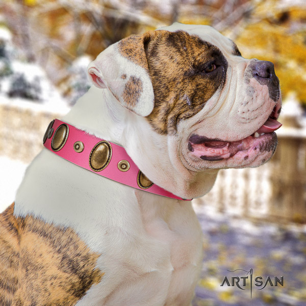American Bulldog studded natural genuine leather dog collar for daily walking