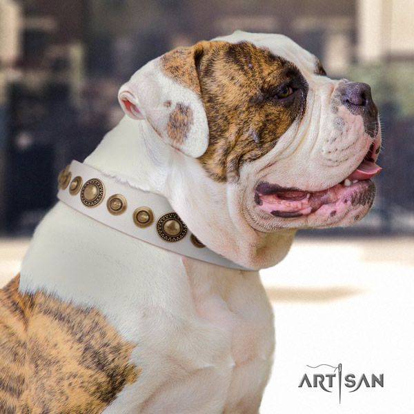 American Bulldog exquisite genuine leather dog collar with embellishments for everyday use