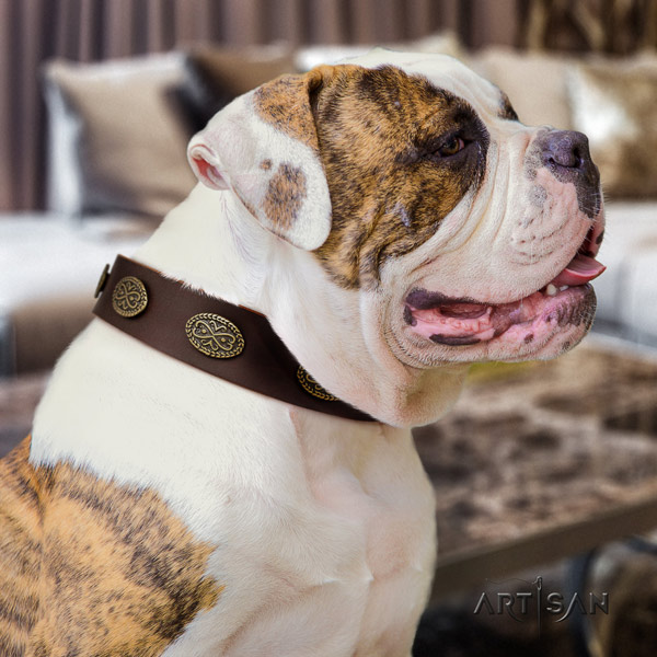 American Bulldog stylish full grain leather dog collar with embellishments for walking