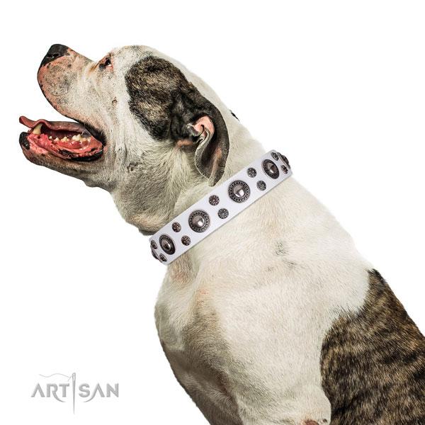 American Bulldog impressive natural genuine leather dog collar for walking