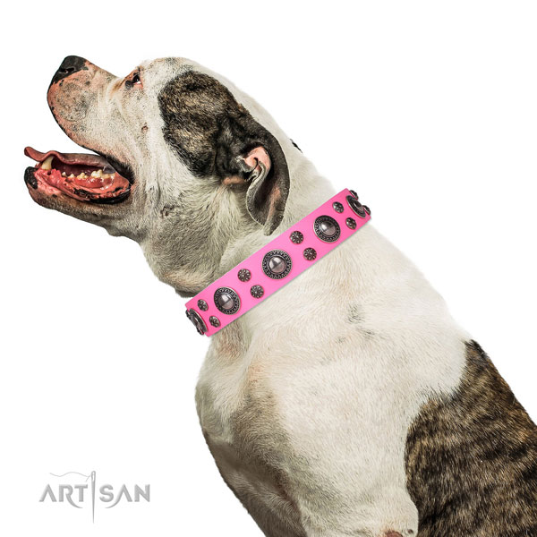 American Bulldog comfortable full grain natural leather dog collar for comfy wearing