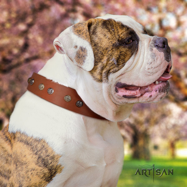 American Bulldog inimitable full grain leather dog collar with studs for comfy wearing