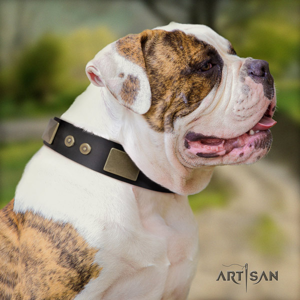 American Bulldog stunning full grain leather dog collar with studs for comfy wearing