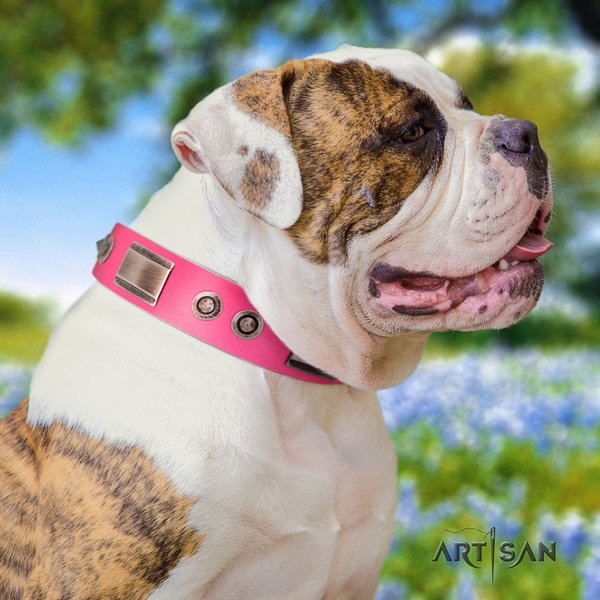 American Bulldog remarkable full grain leather dog collar with decorations for stylish walking