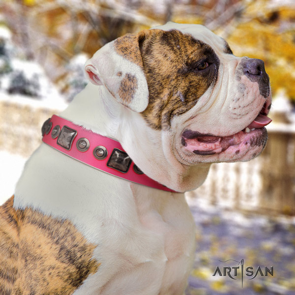 American Bulldog impressive leather dog collar with studs for easy wearing