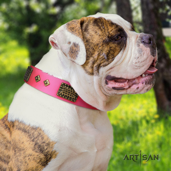 American Bulldog fashionable genuine leather dog collar with adornments for easy wearing