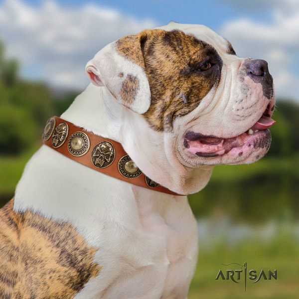 American Bulldog walking full grain leather collar with exquisite studs for your dog