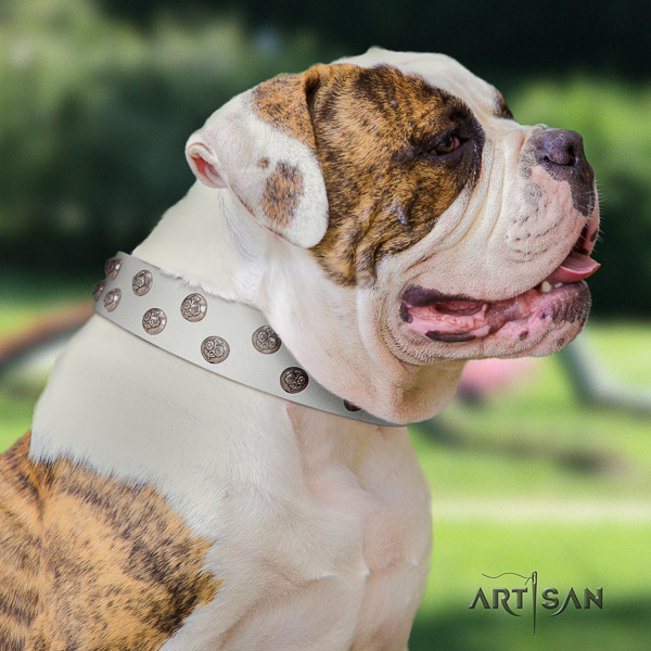 American Bulldog inimitable full grain genuine leather dog collar for everyday walking