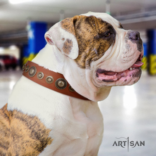 American Bulldog impressive genuine leather dog collar with decorations for basic training