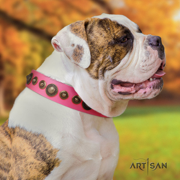 American Bulldog stunning genuine leather dog collar with studs for fancy walking