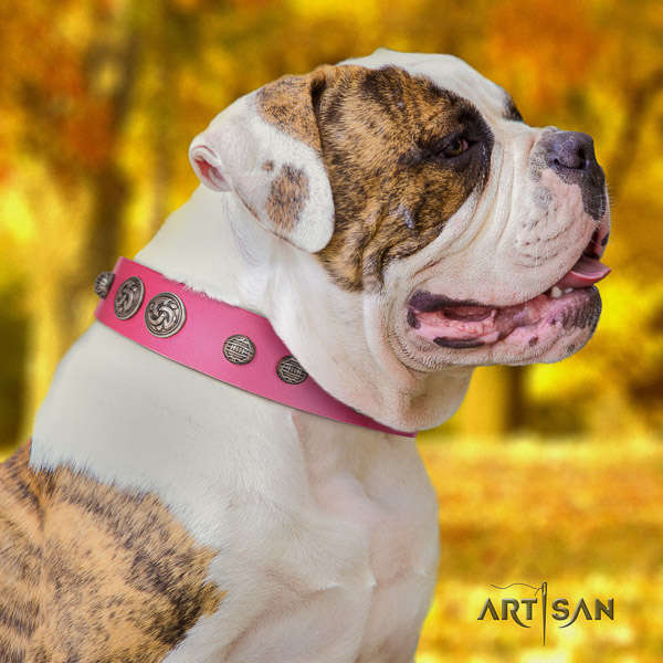 American Bulldog exceptional genuine leather dog collar for walking