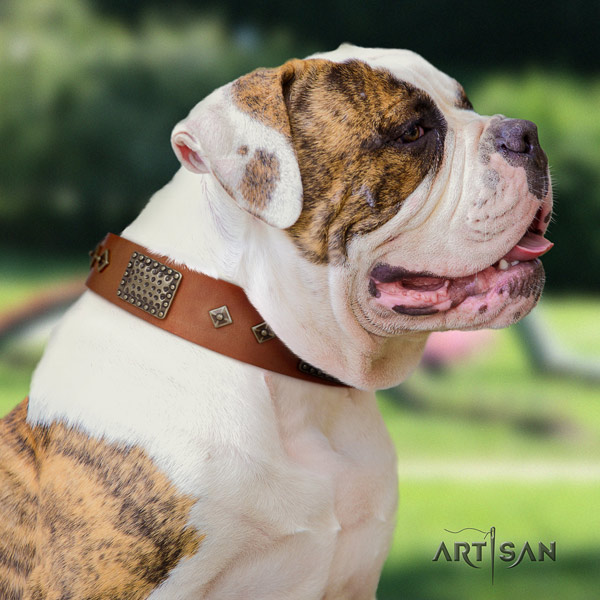 American Bulldog exquisite leather dog collar with studs for fancy walking