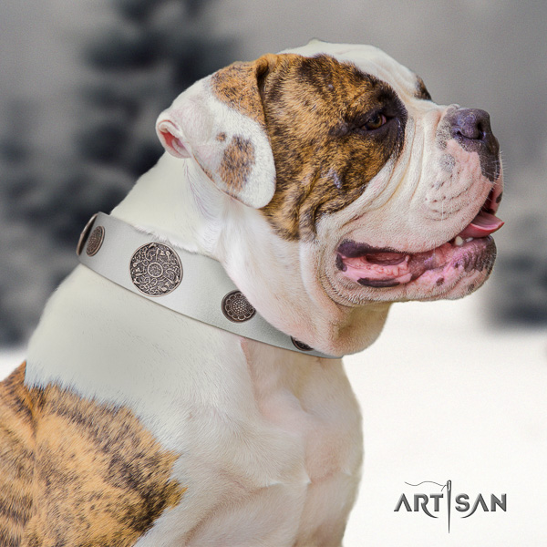 American Bulldog impressive full grain genuine leather dog collar for everyday use