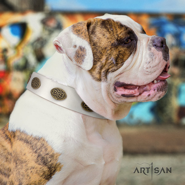 American Bulldog unique genuine leather dog collar with decorations for everyday walking