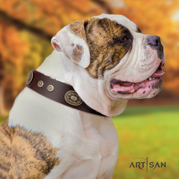 American Bulldog incredible leather dog collar with decorations for everyday use