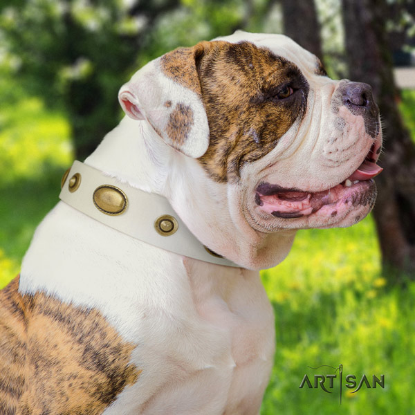American Bulldog unique leather dog collar with decorations for basic training