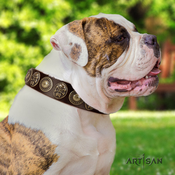 American Bulldog daily use genuine leather collar with stunning studs for your canine