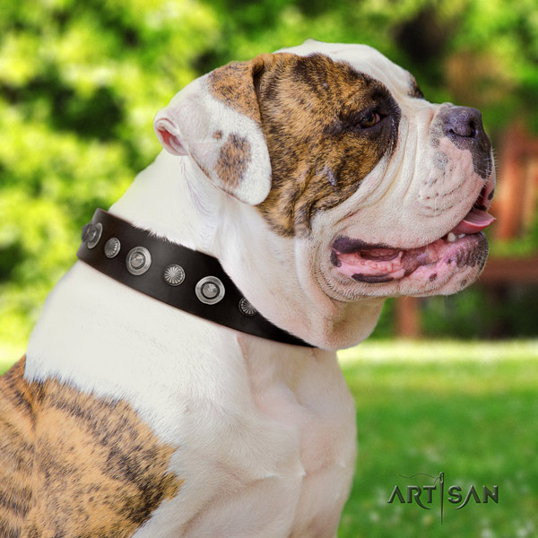 American Bulldog stylish design leather dog collar with studs for stylish walking