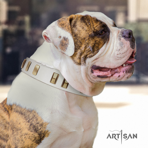 American Bulldog incredible full grain natural leather dog collar for walking
