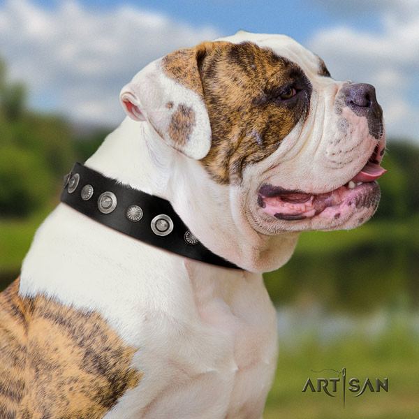 American Bulldog exceptional leather dog collar with embellishments for walking