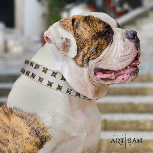 American Bulldog significant full grain genuine leather dog collar for daily walking