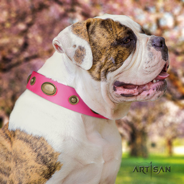 American Bulldog impressive genuine leather dog collar with adornments for walking