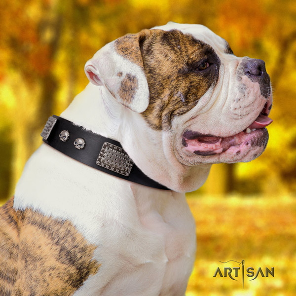 American Bulldog inimitable genuine leather dog collar with embellishments for fancy walking