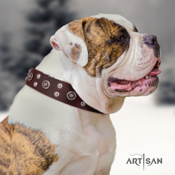 American Bulldog unique leather dog collar with studs for everyday use