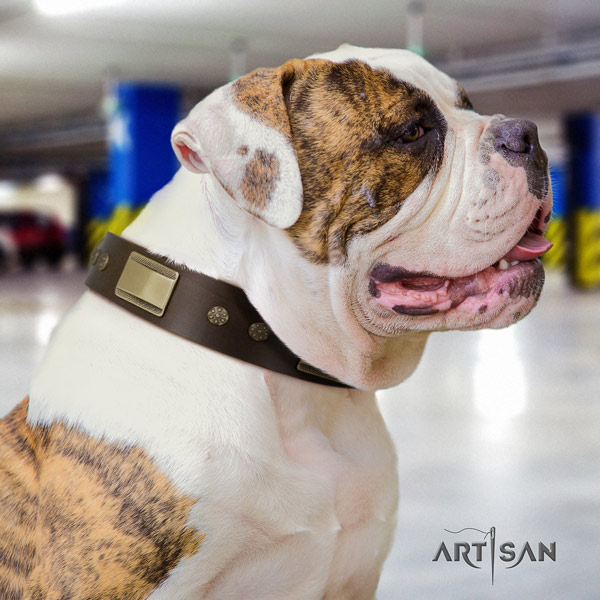 American Bulldog remarkable leather dog collar with decorations for stylish walking
