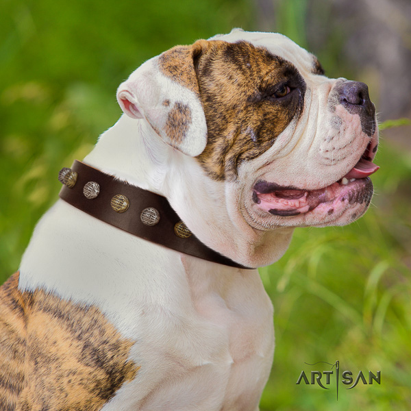 American Bulldog perfect fit genuine leather dog collar for daily use