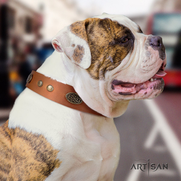 American Bulldog incredible genuine leather dog collar with studs for walking