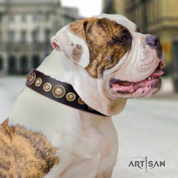 American Bulldog significant full grain leather dog collar with studs for handy use