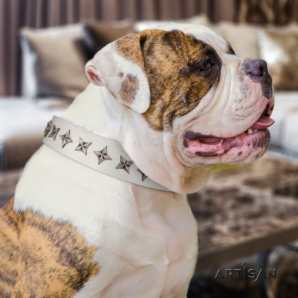 American Bulldog impressive full grain leather dog collar with decorations for everyday walking