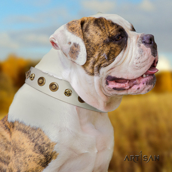 American Bulldog stunning genuine leather dog collar for fancy walking