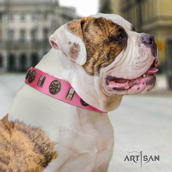 American Bulldog basic training full grain leather collar with extraordinary studs for your dog