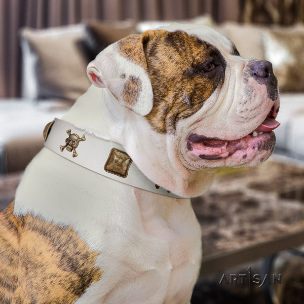 American Bulldog handcrafted genuine leather dog collar for everyday walking