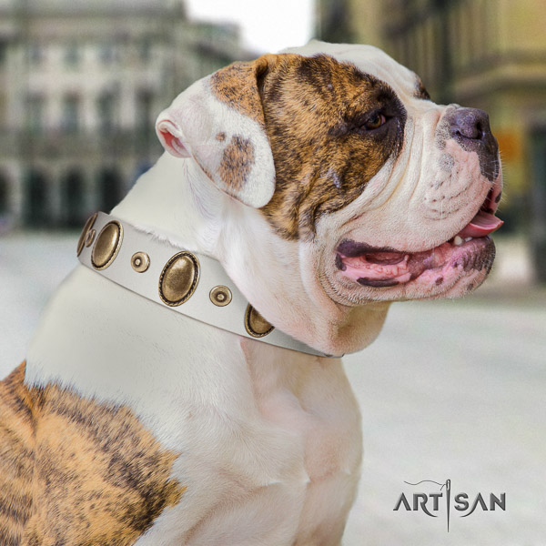 American Bulldog significant genuine leather dog collar for everyday walking