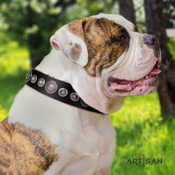 American Bulldog stylish design genuine leather dog collar with studs for everyday use