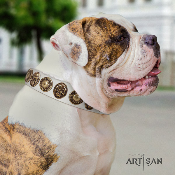 American Bulldog stylish walking natural leather collar with amazing studs for your canine