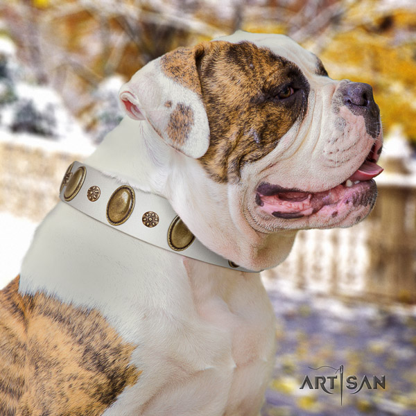 American Bulldog embellished full grain leather dog collar for stylish walking