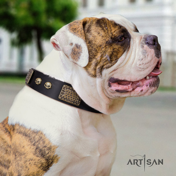 American Bulldog designer full grain leather dog collar with decorations for daily walking