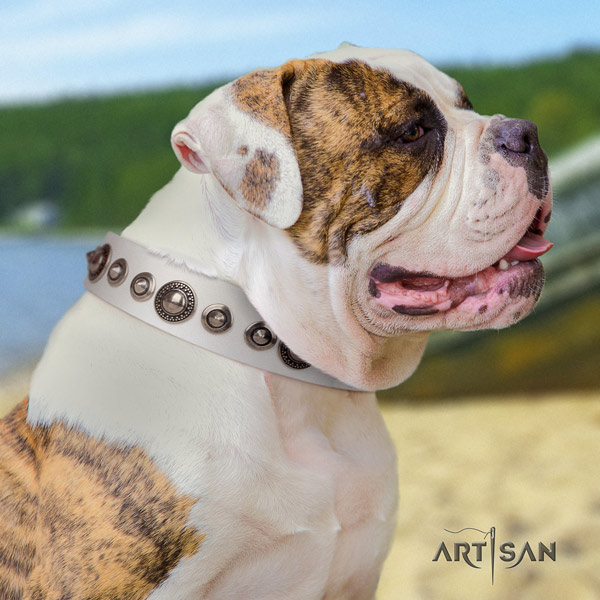 American Bulldog trendy genuine leather dog collar with studs for comfortable wearing