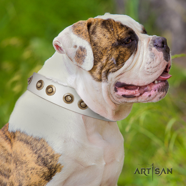 American Bulldog daily walking genuine leather collar with fashionable embellishments for your dog