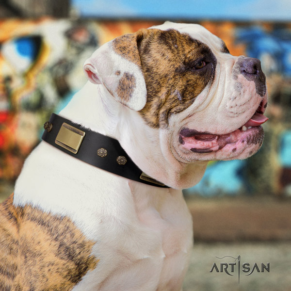 American Bulldog inimitable full grain leather dog collar with adornments for daily use