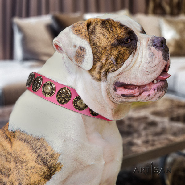 American Bulldog walking genuine leather collar with extraordinary decorations for your doggie
