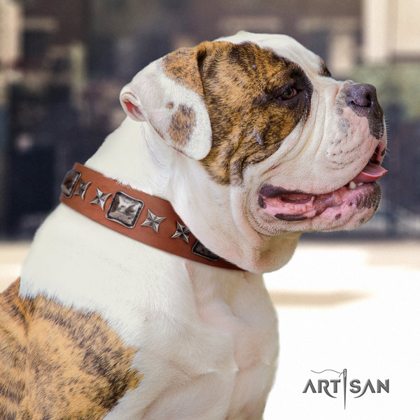 American Bulldog stunning leather dog collar with adornments for easy wearing