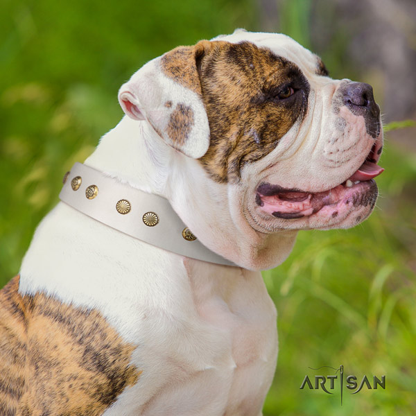 American Bulldog awesome leather dog collar with decorations for comfy wearing