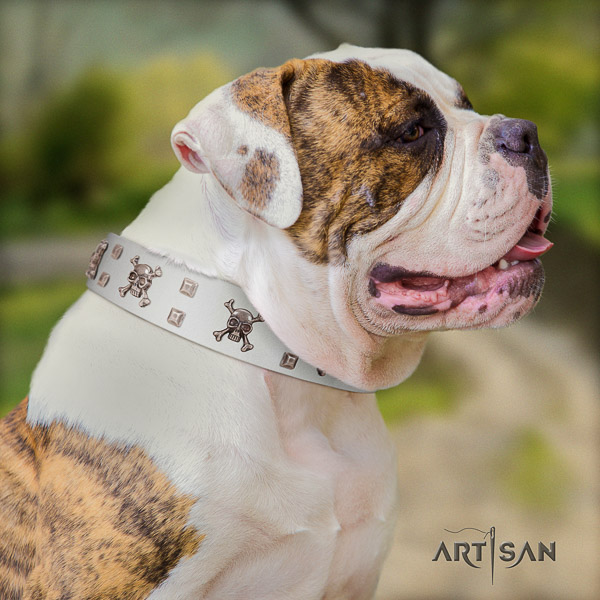 American Bulldog convenient leather dog collar for everyday use