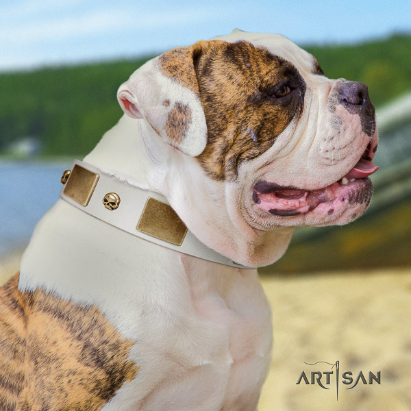 American Bulldog decorated full grain natural leather dog collar for walking