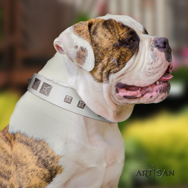 American Bulldog impressive full grain natural leather dog collar for stylish walking